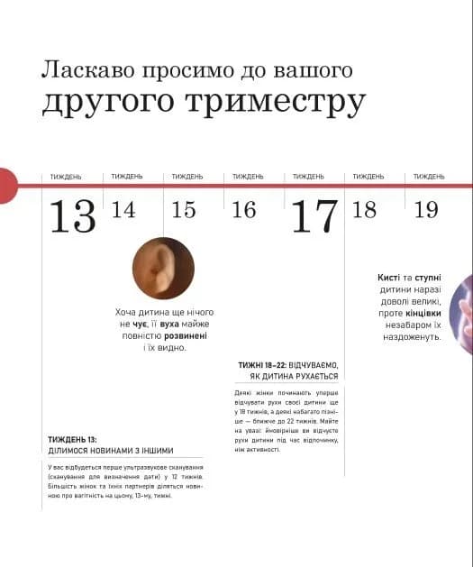 Вагітність день за днем — мініатюра 4