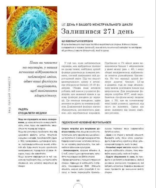 Вагітність день за днем — мініатюра 8