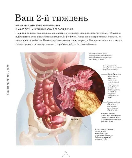Вагітність день за днем — мініатюра 10