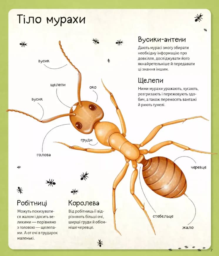Світ мурах — мініатюра 8