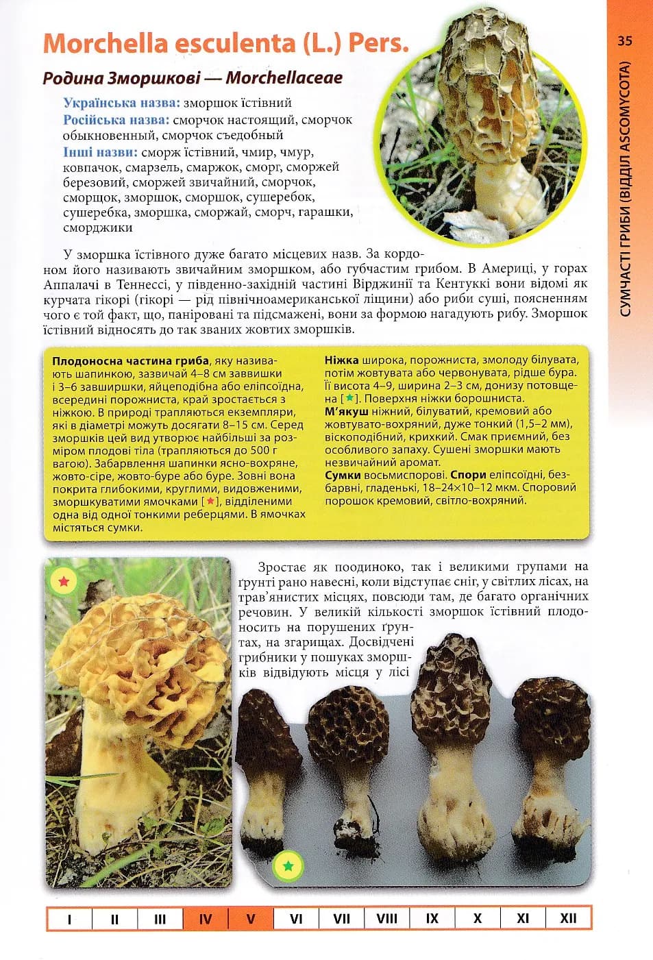 Гриби України. Атлас-довідник. 2-ге видання — мініатюра 4