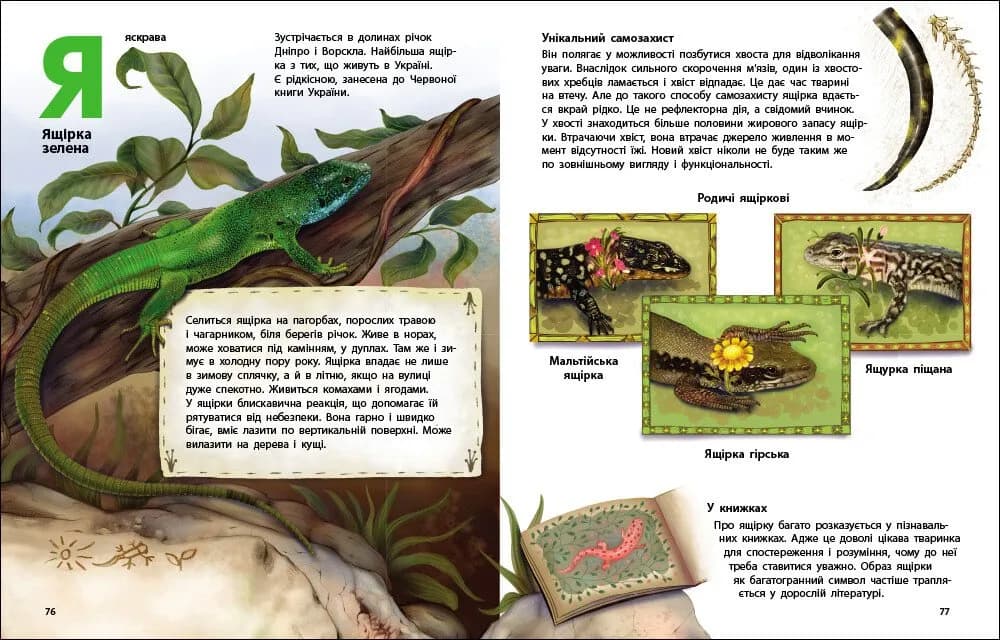 Живий світ України. Тварини та їх родичі в природі й у книжках — мініатюра 4