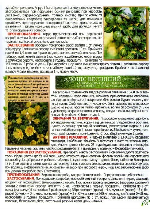Повний атлас лікарських рослин. Глорія — мініатюра 6