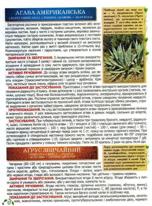 Повний атлас лікарських рослин. Глорія — мініатюра 5