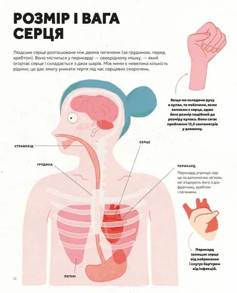 Серце. Історія, наука і багато любові — мініатюра 6