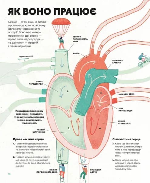 Серце. Історія, наука і багато любові — мініатюра 8