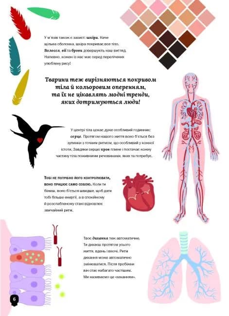 Тіло людини — мініатюра 5