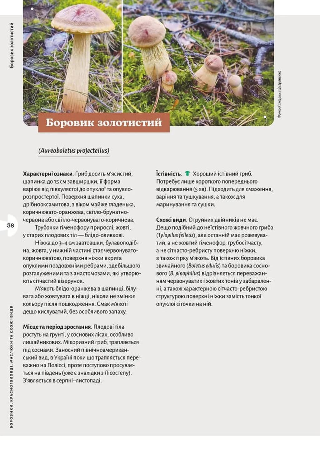 Як і де збирати гриби — мініатюра 7
