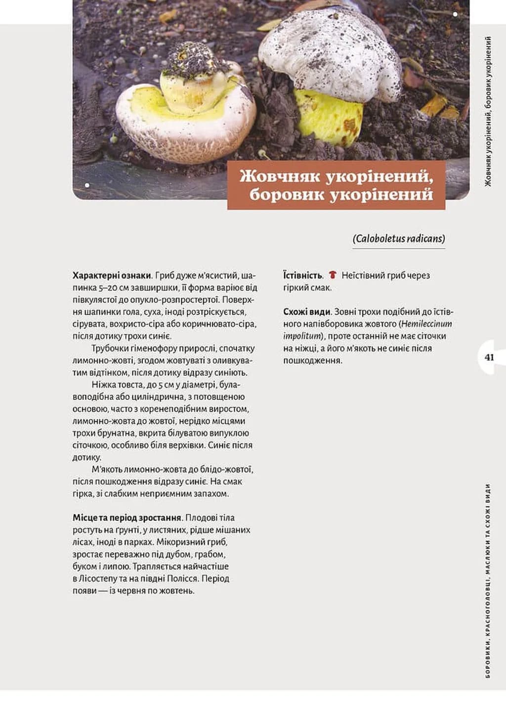 Як і де збирати гриби — мініатюра 8