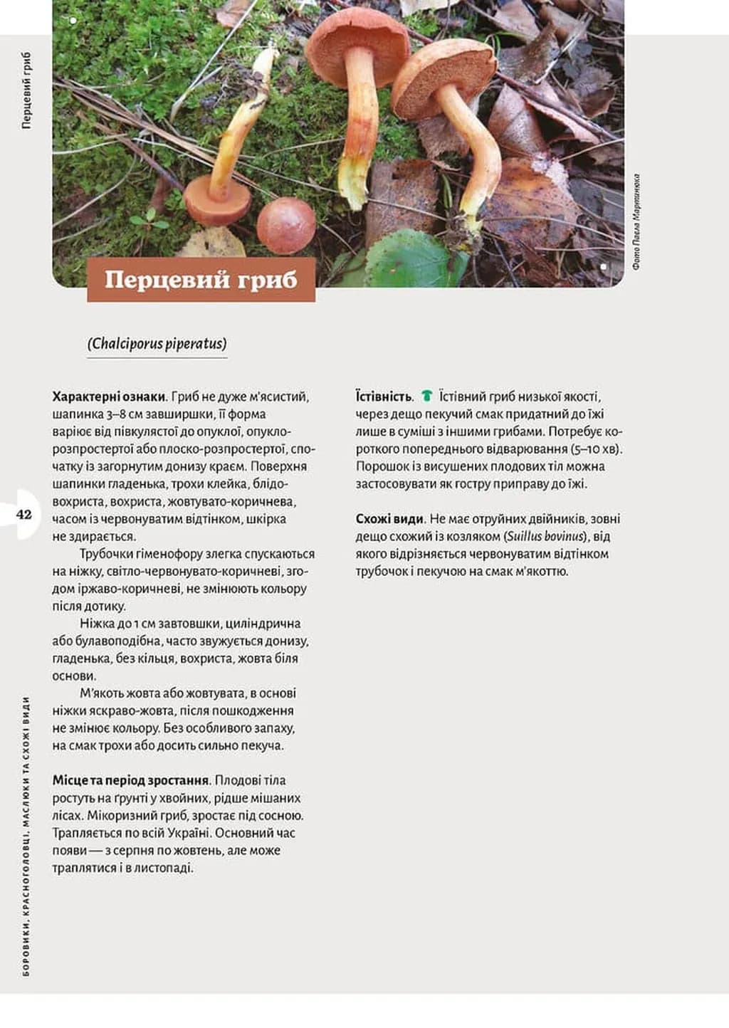 Як і де збирати гриби — мініатюра 9