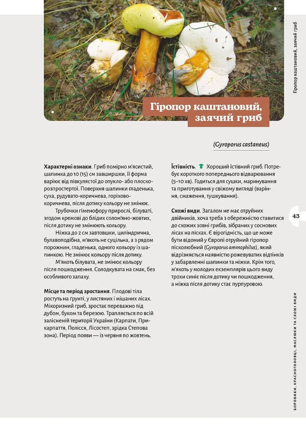 Як і де збирати гриби — мініатюра 10
